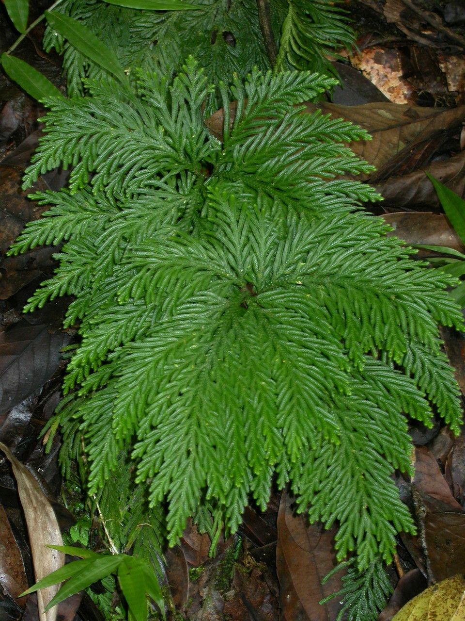 Selaginella flabellata leaf