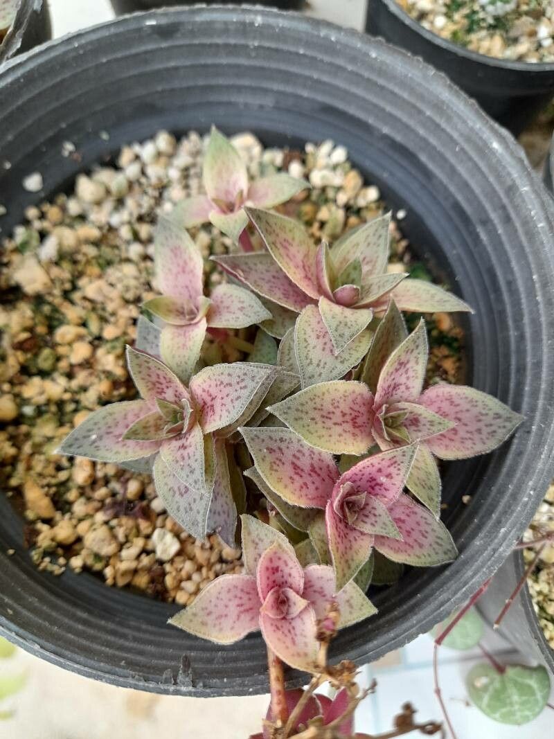 Crassula exilis other