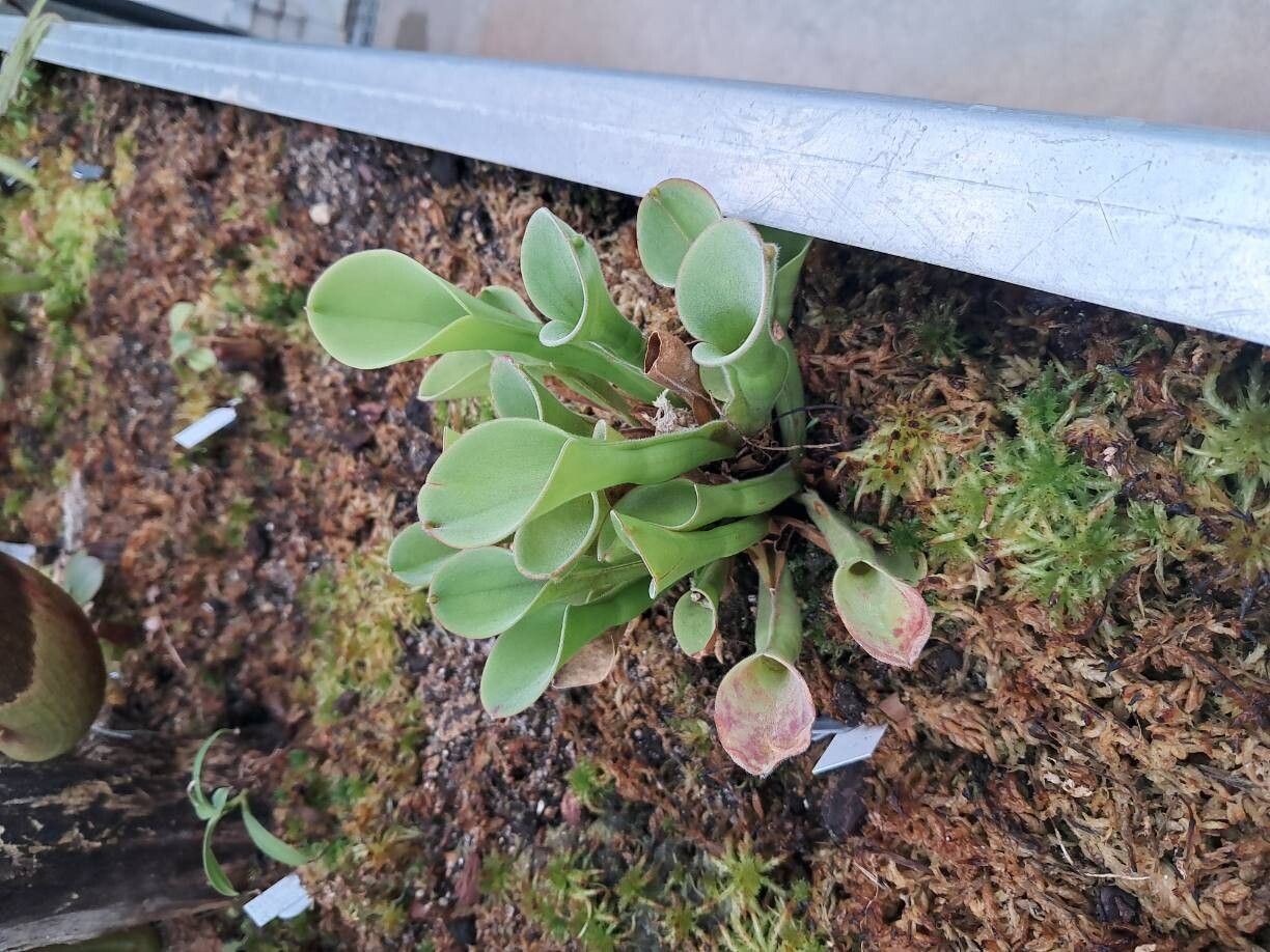 Heliamphora exappendiculata — related species from the same genus