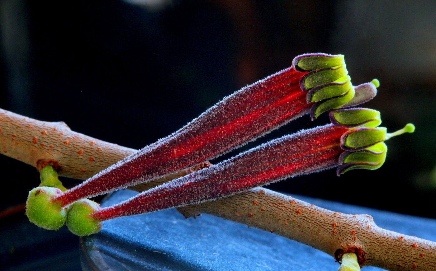 Tapinanthus quequensis — houseplant care guide