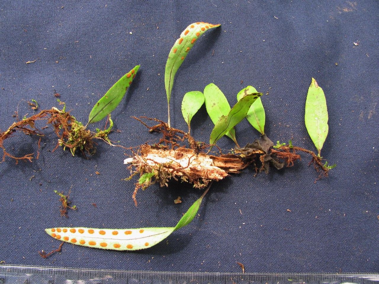 Pleopeltis astrolepis other