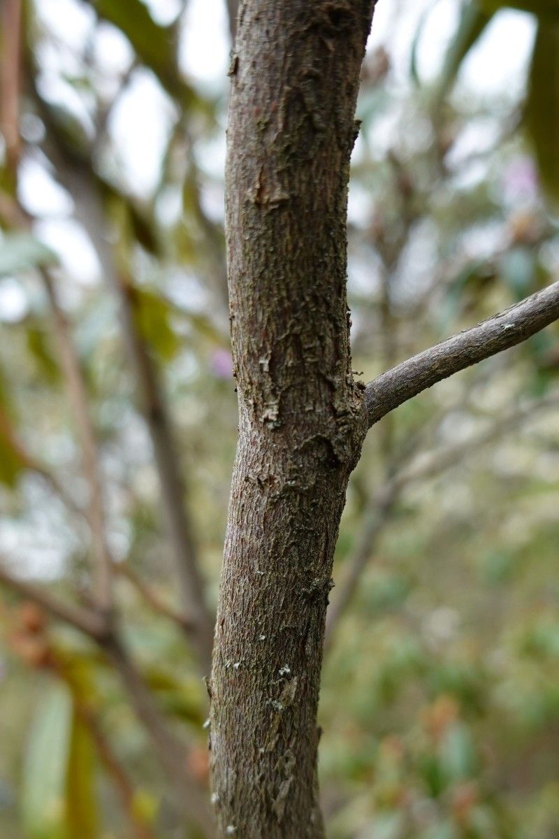 Rhododendron polylepis bark