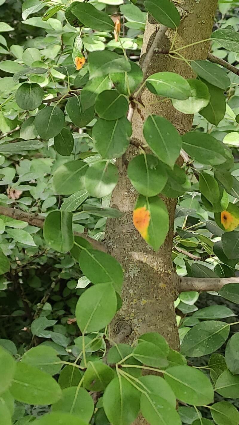 Pyrus elaeagnifolia bark