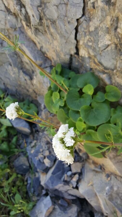 Valeriana asarifolia flower