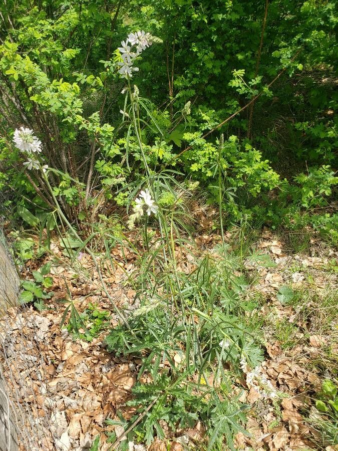 Sidalcea campestris habit