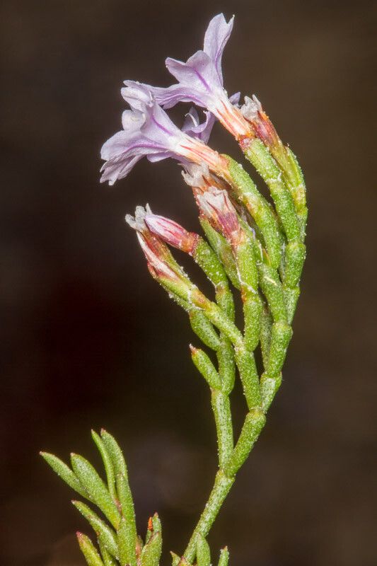 Limonium articulatum bark