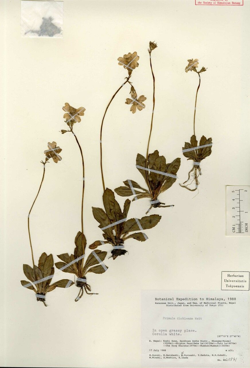 Primula dickieana — houseplant care guide