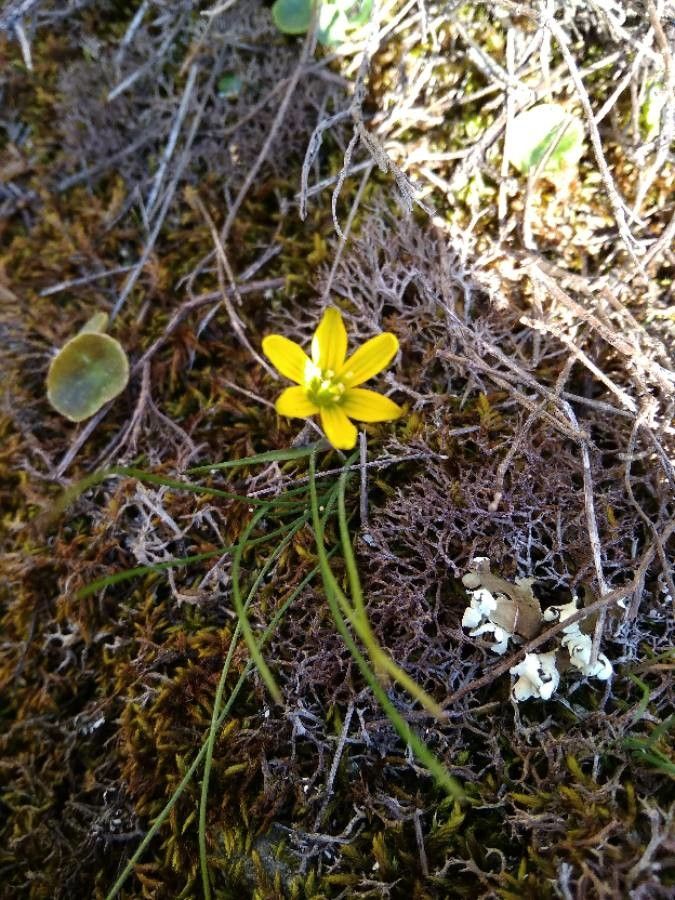 Gagea bohemica flower