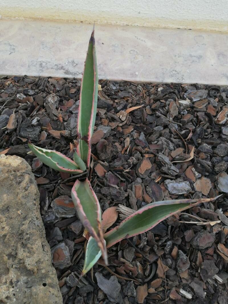 Agave salmiana flower