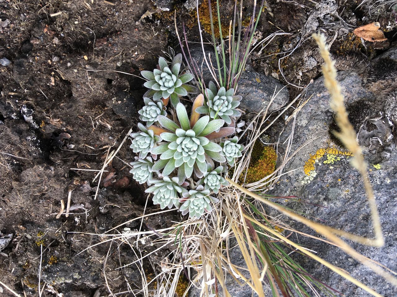 Draba nivicola — houseplant care guide