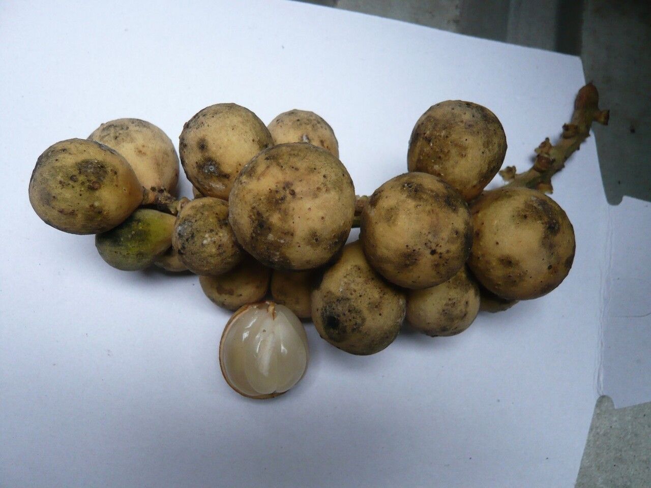 Lansium parasiticum fruit