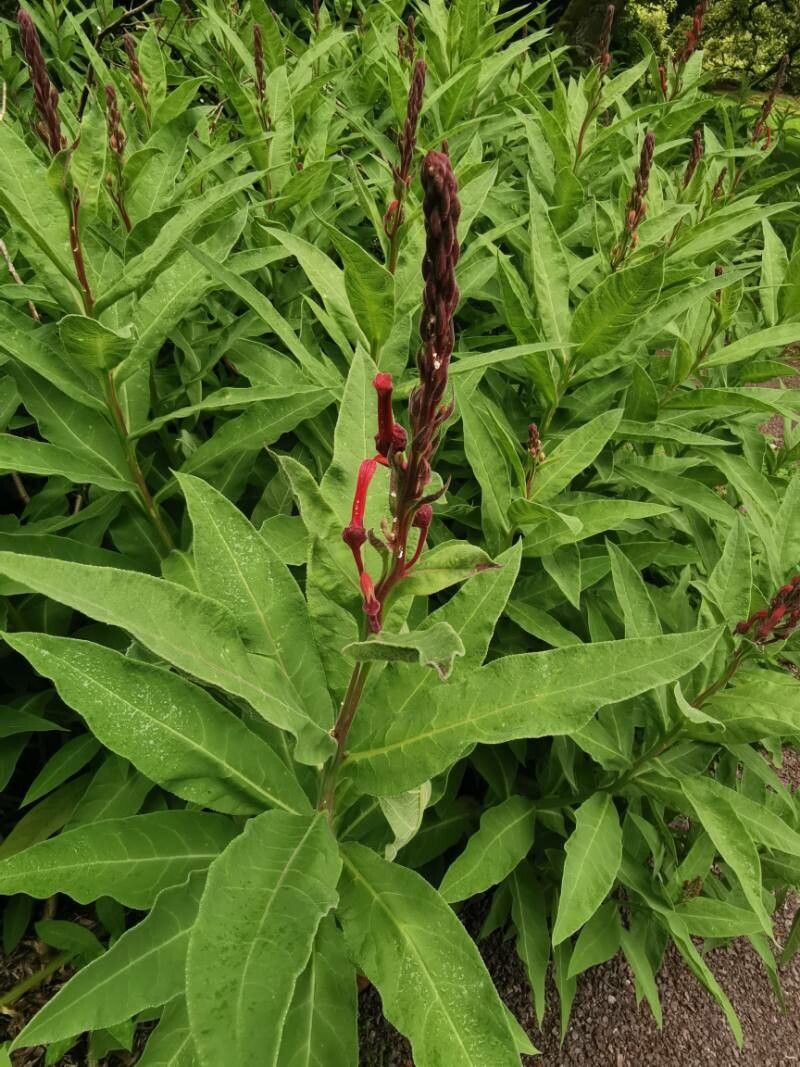 Lobelia tupa — search result for 'Lobelia'