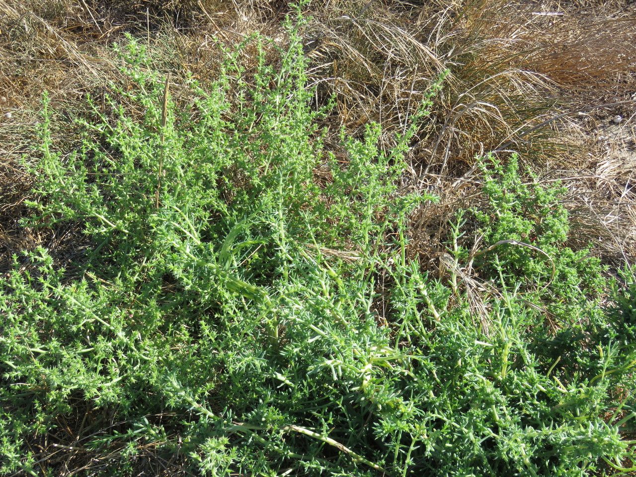Kali australis habit