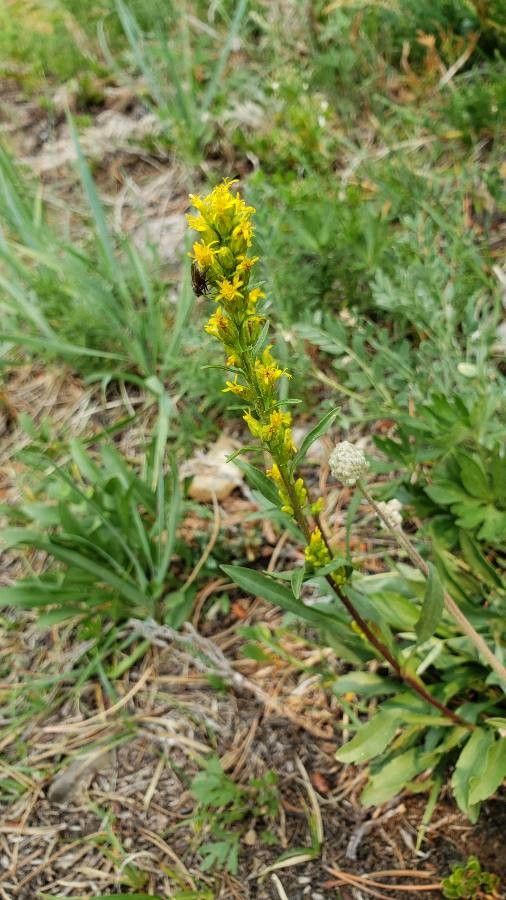 Solidago simplex flower