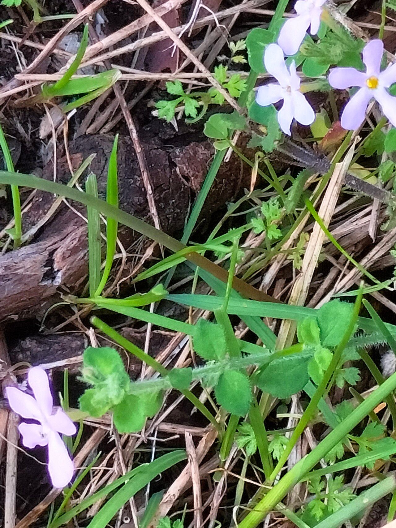 Chaenostoma hispidum bark