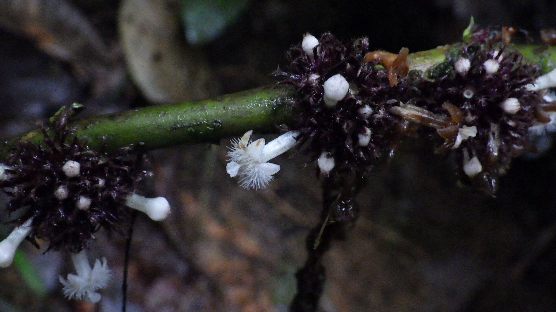 Sabicea sciaphilantha flower