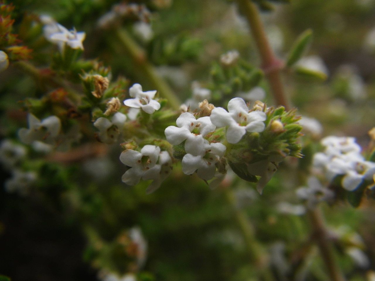 Micromeria hyssopifolia flower