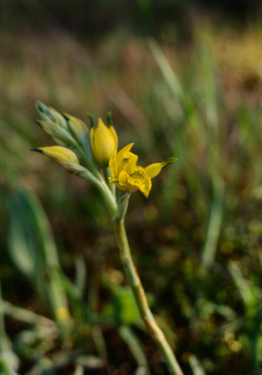 Chloraea lamellata — houseplant care guide