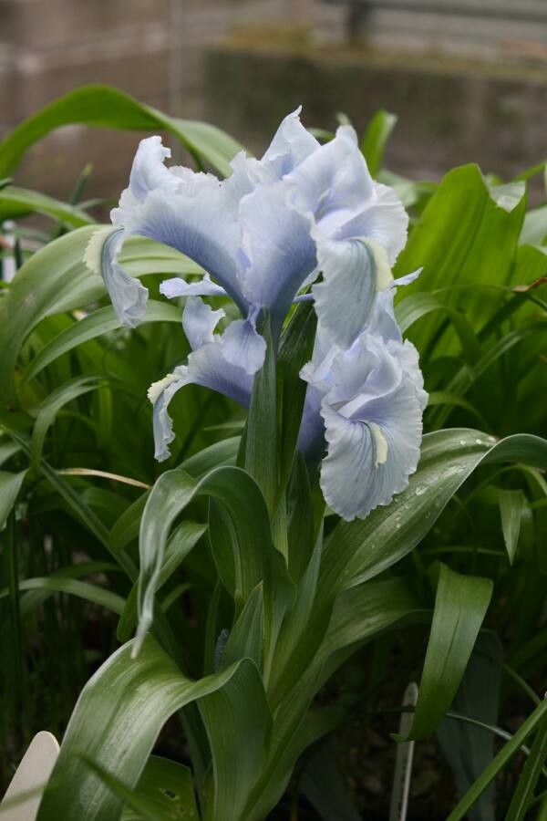 Iris nusairiensis — search result for 'Syria'