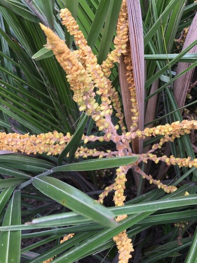Syagrus werdermannii flower
