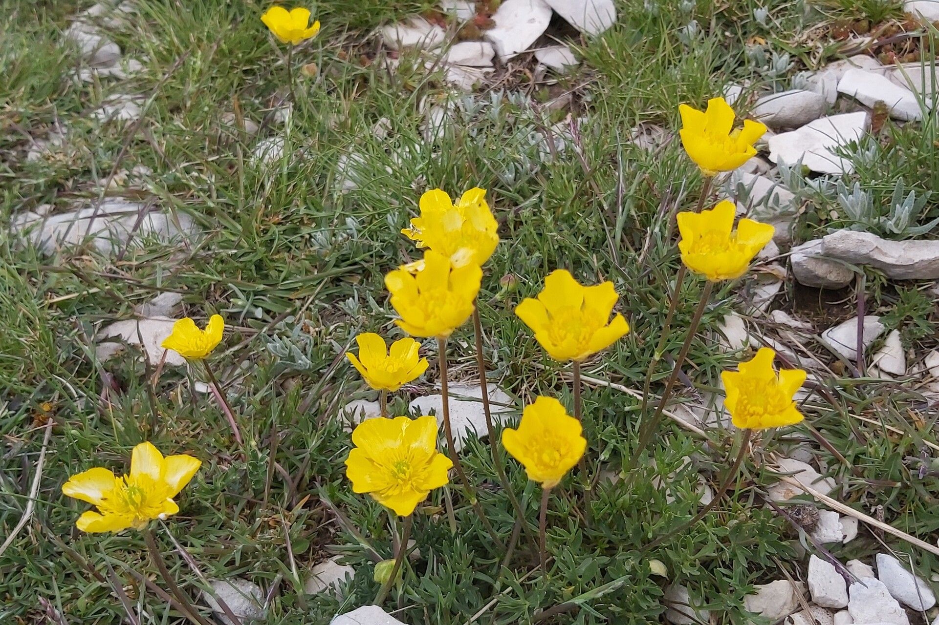 Ranunculus demissus — houseplant care guide