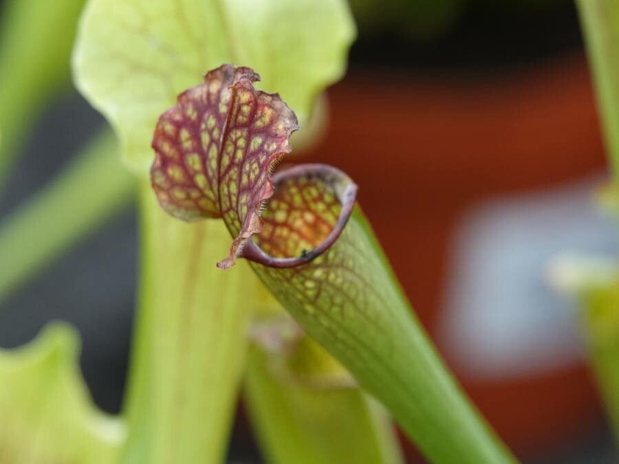 Sarracenia flava flower