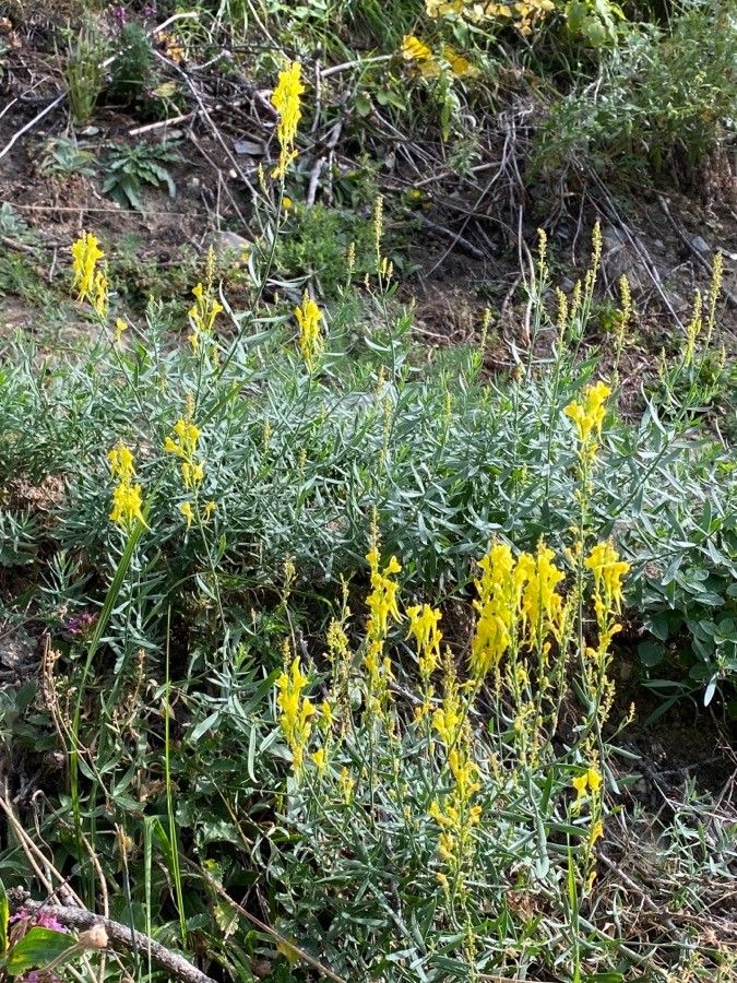 Linaria angustissima flower