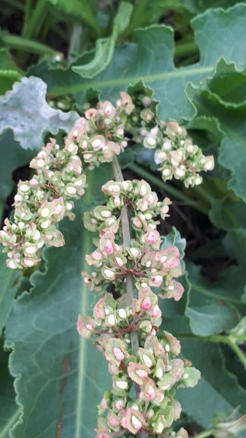 Rumex cristatus fruit