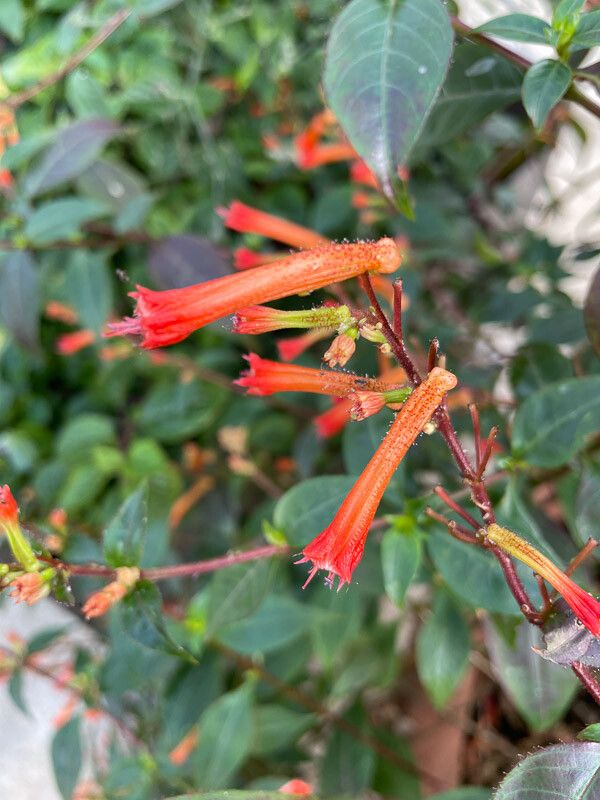 Cuphea subuligera flower