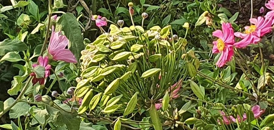Agapanthus umbellatus fruit