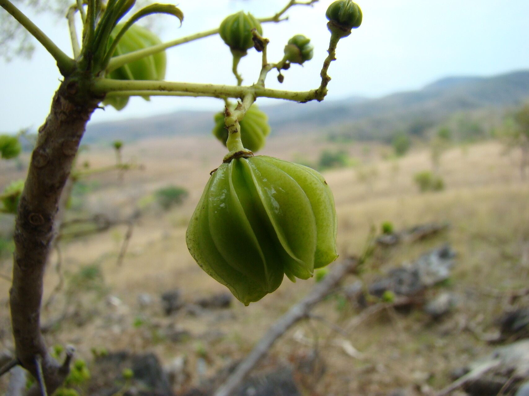 Kirkia leandrii — related species from the same genus