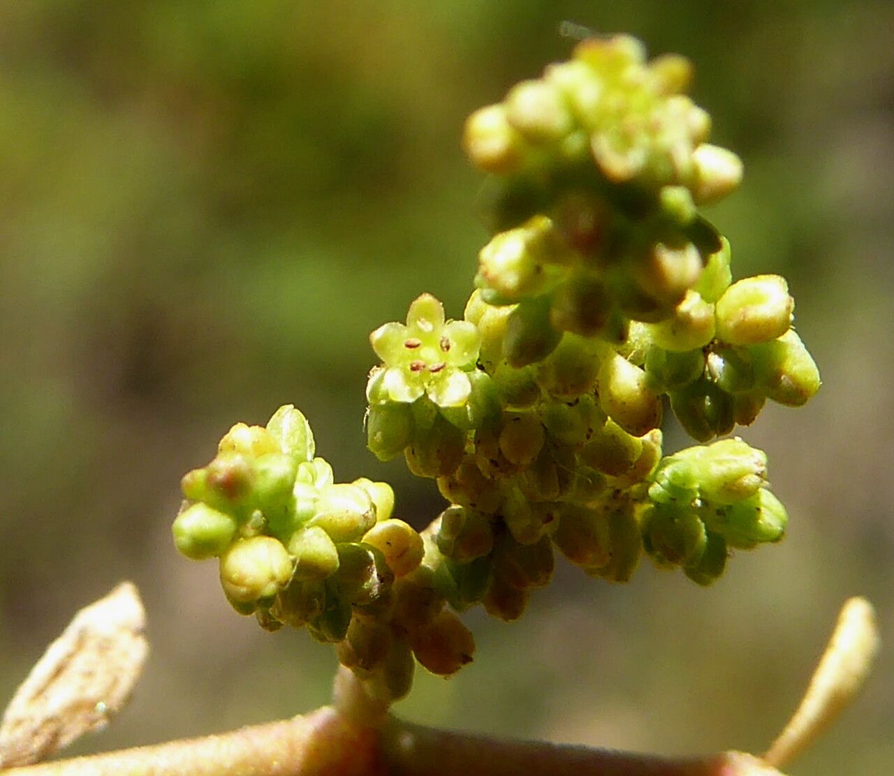 Herniaria glabra flower