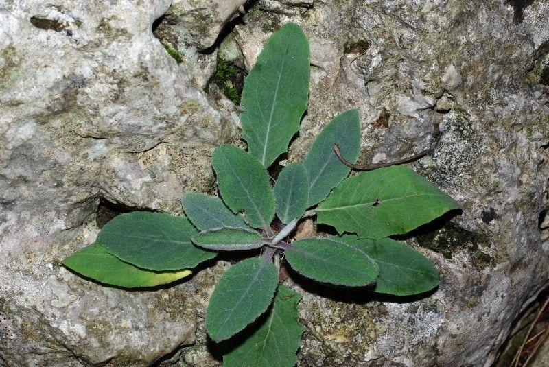 Hieracium stelligerum habit