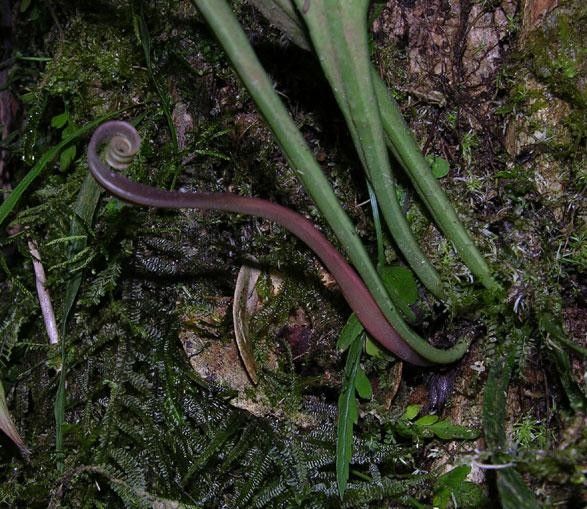 Ananthacorus angustifolius other