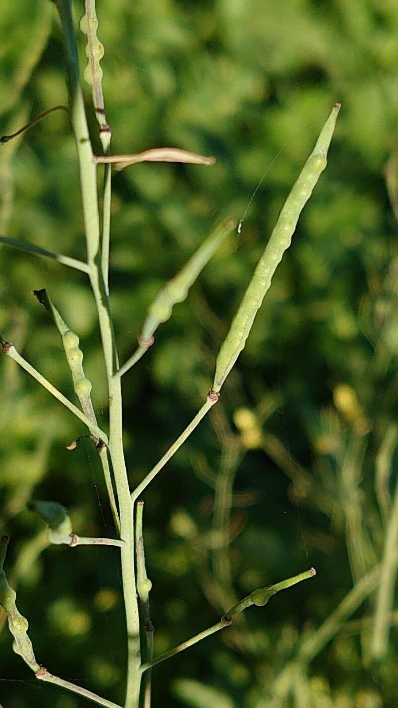 Brassica fruticulosa fruit