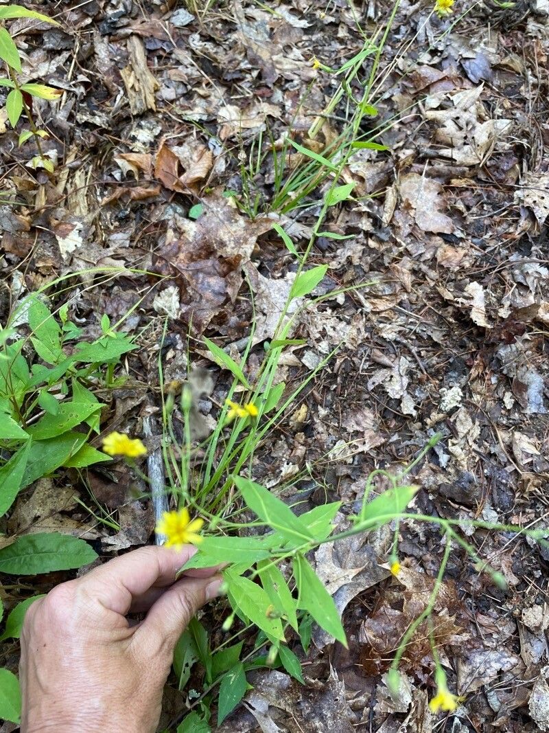 Hieracium paniculatum flower