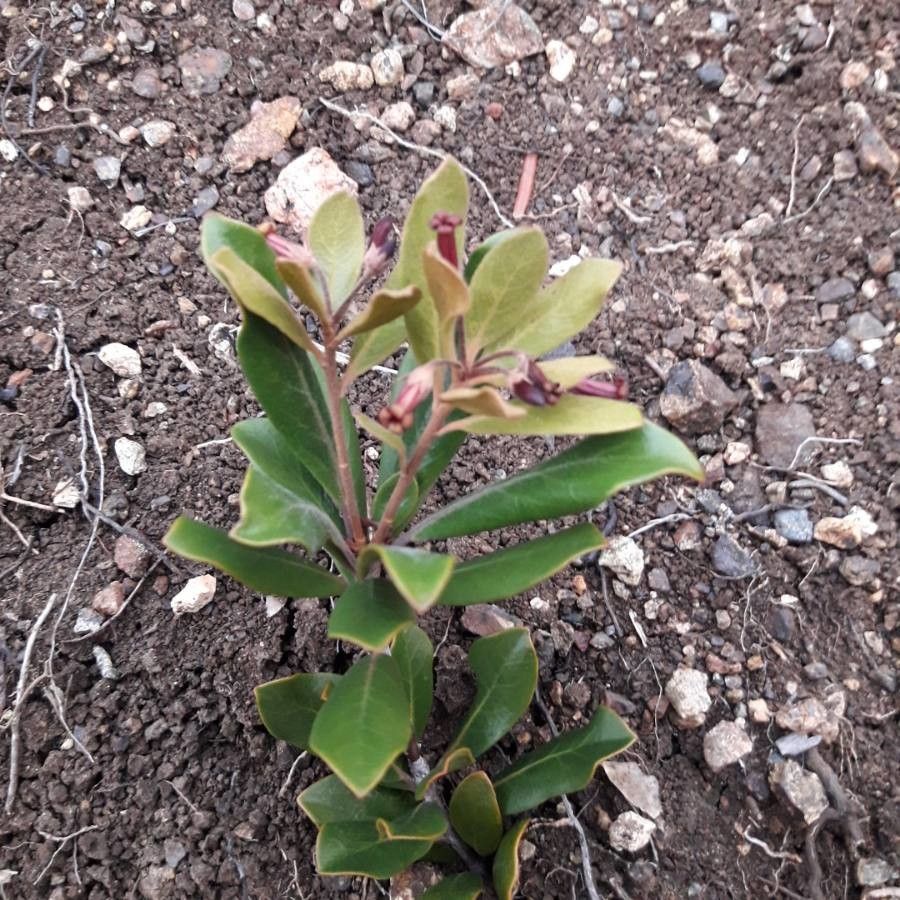 Pittosporum poumense — search result for 'Pittosporum'