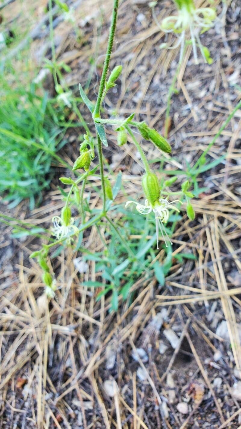 Silene lemmonii flower