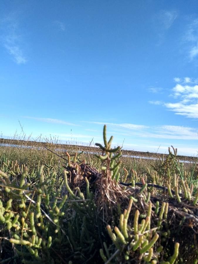 Salicornia procumbens bark