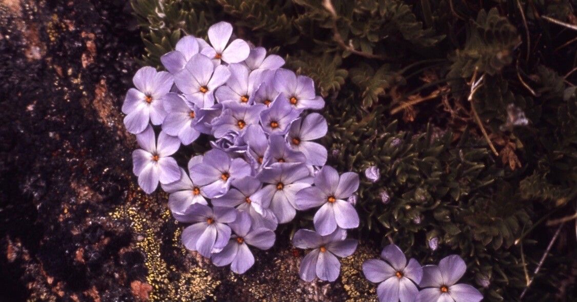 Phlox pulvinata — search result for 'Phlox'