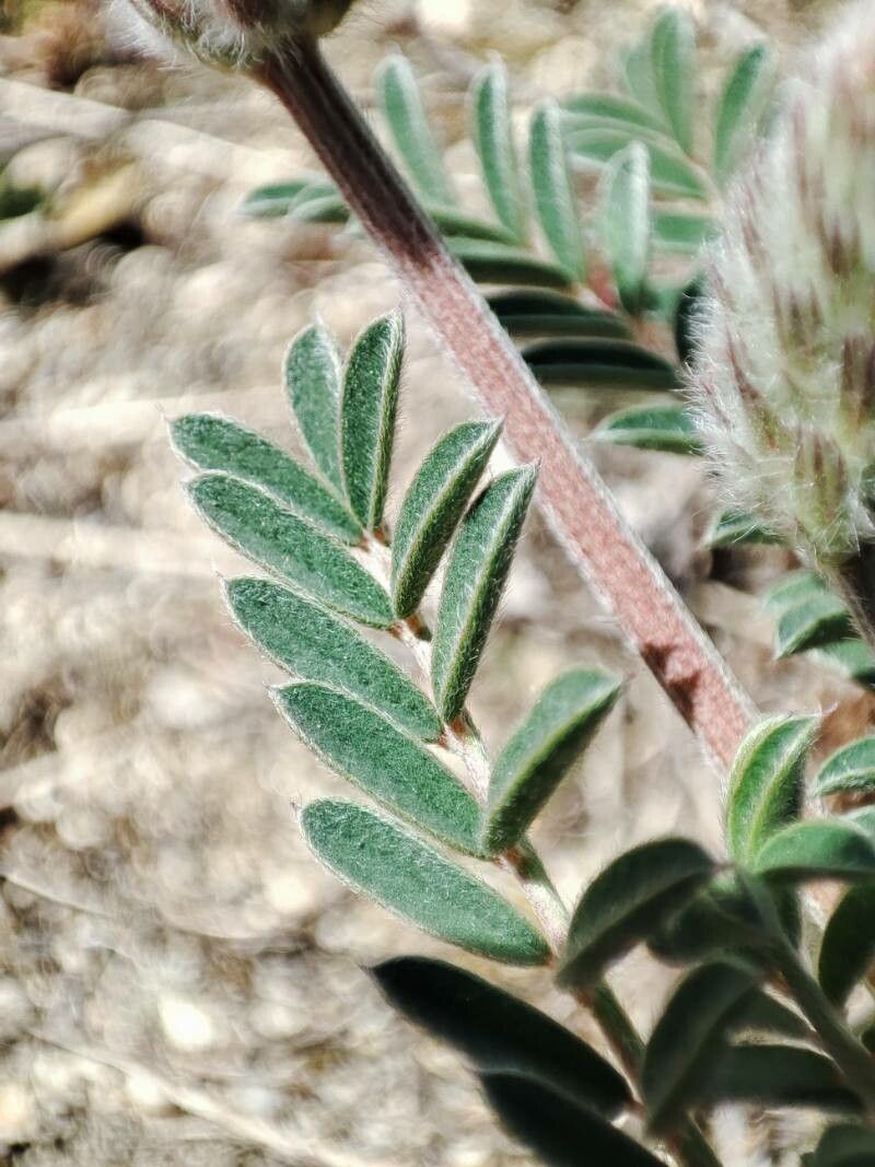 Onobrychis humilis — search result for 'Onobrychis'