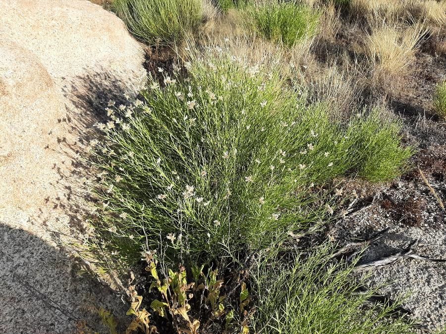 Genista umbellata habit