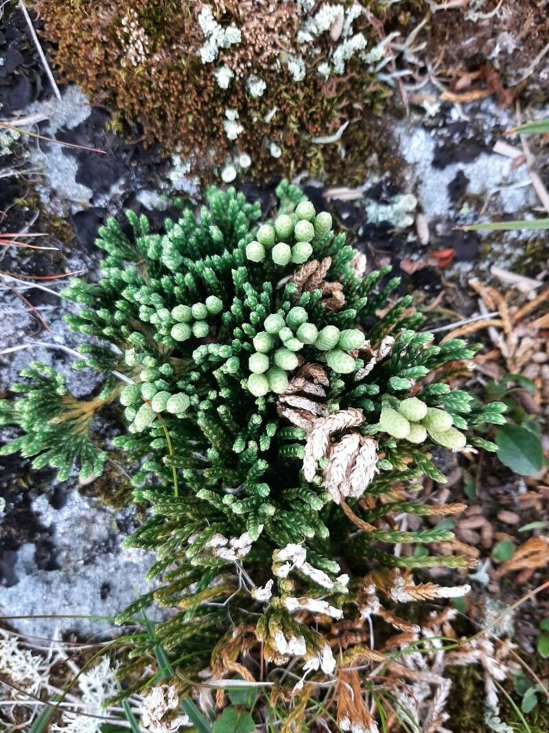 Diphasiastrum alpinum — search result for 'Lycopodiaceae'