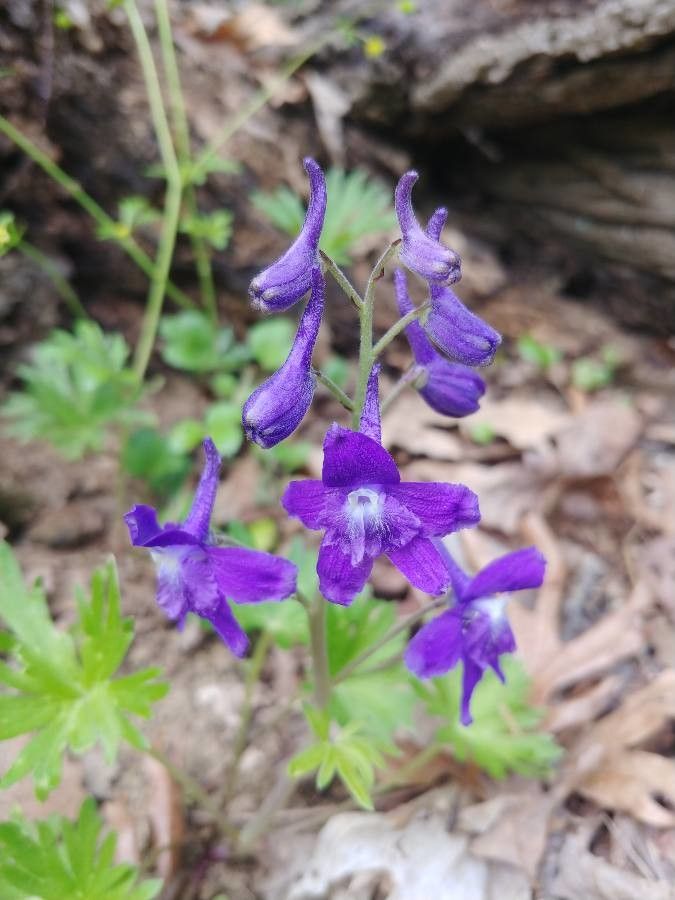 Delphinium tricorne flower