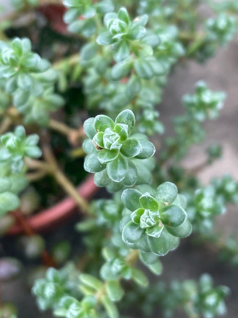 Sedum australe — houseplant care guide
