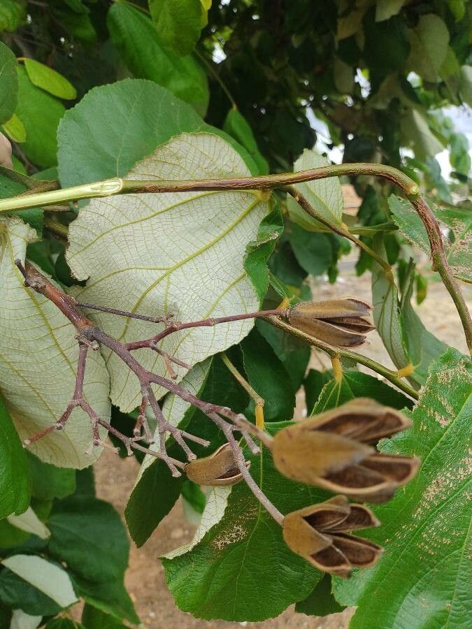 Luehea grandiflora fruit