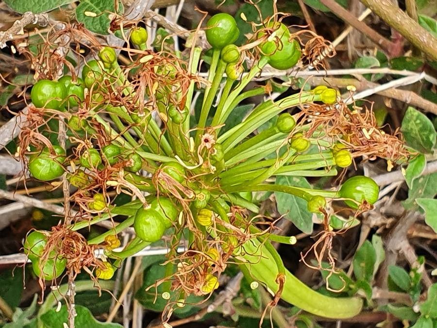 Scadoxus multiflorus fruit