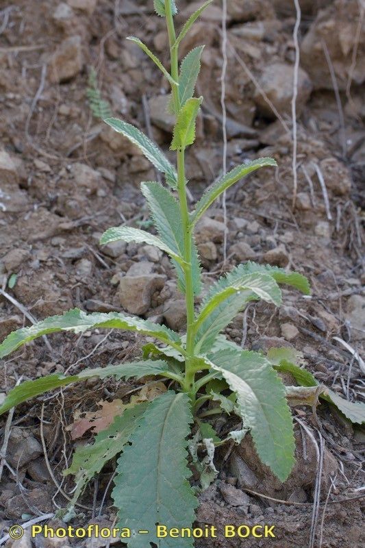 Verbascum capitis-viridis habit