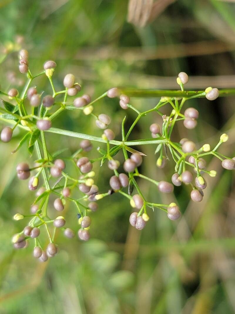 Galium rubrum fruit
