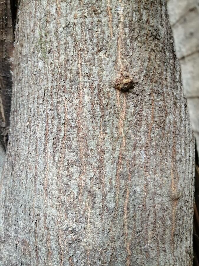 Lonchocarpus rugosus bark